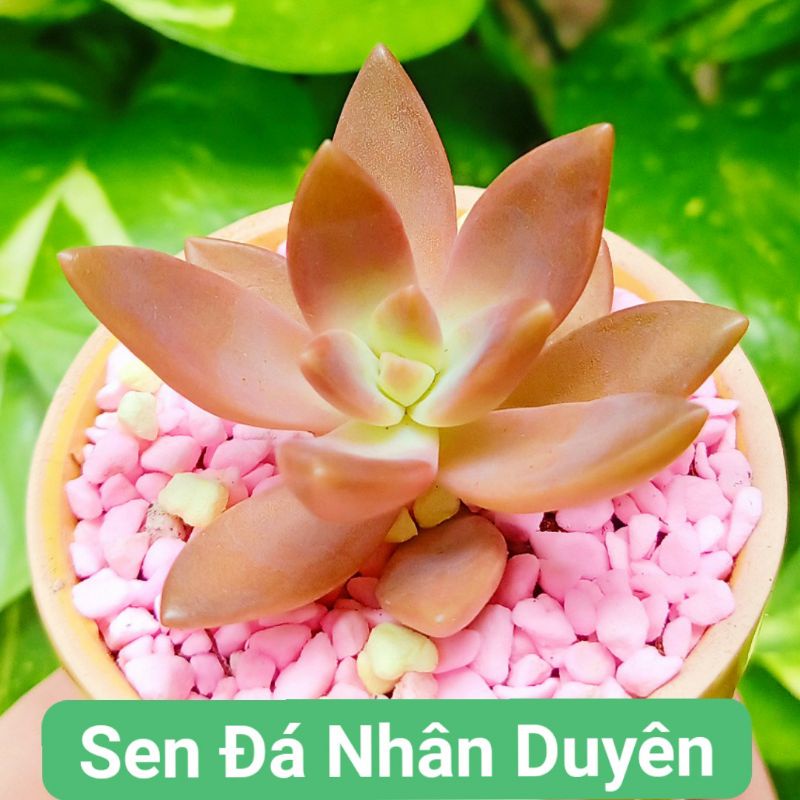 Sen đá đá đỏ