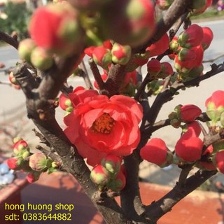 Hạt Giống Hoa Mai Đỏ