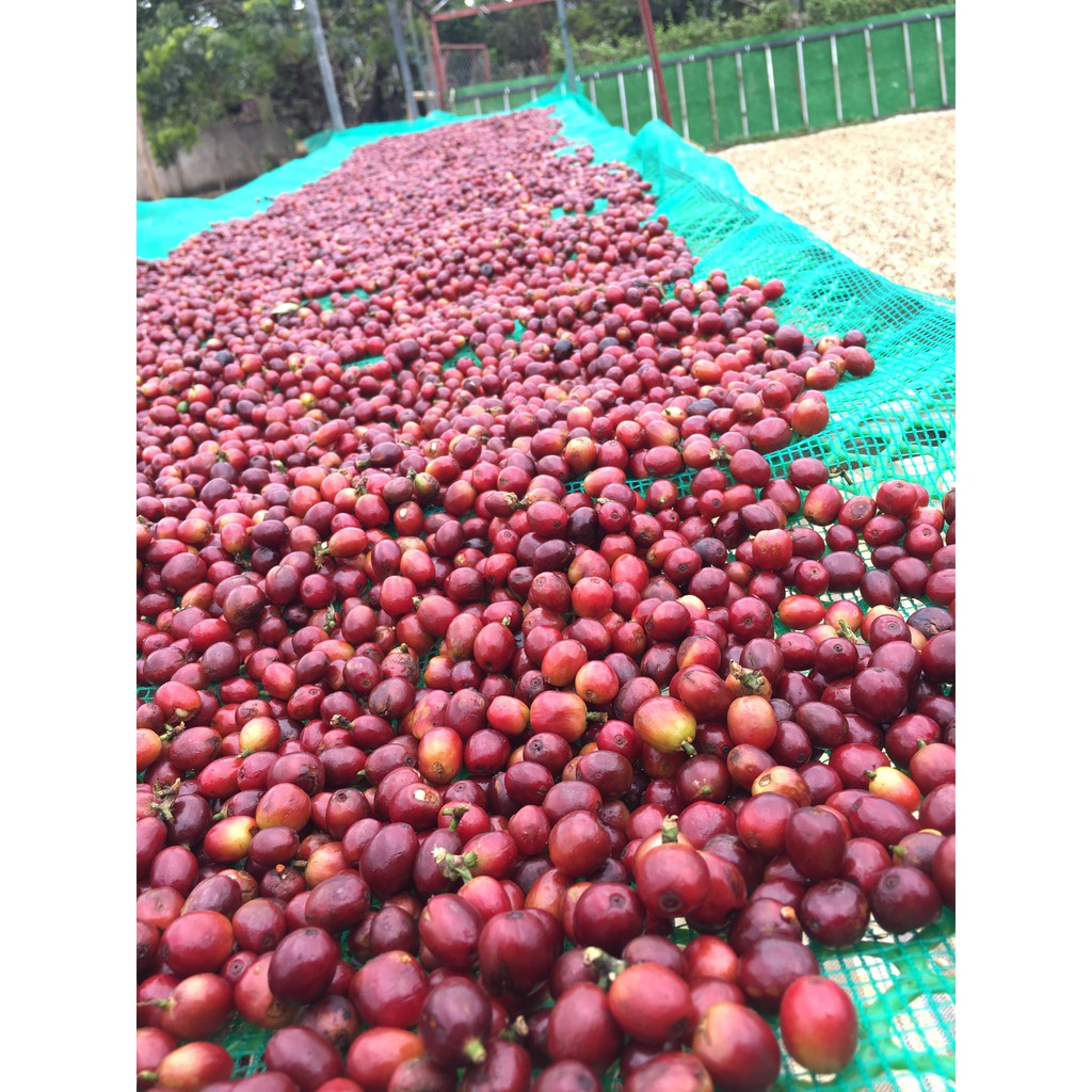 Cà phê arabica Sơn La rang light