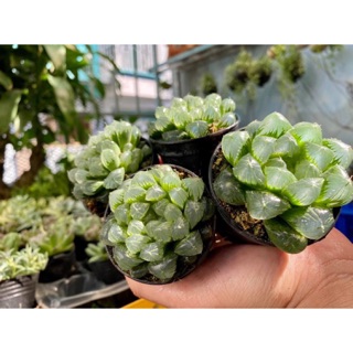 HAWORTHIA-KIM CƯƠNG CHẬU 7cm