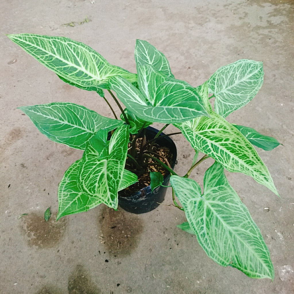 Cây Trầu Bà Thái - cây cảnh để bàn