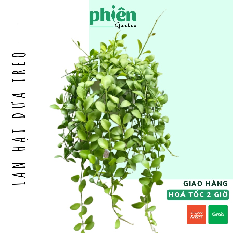Cây Lan Hạt Dưa kèm chậu treo, Cây Lan Đô La lá rũ