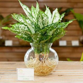 DUNG DỊCH THỦY CANH LỚN - 1lít/ chai