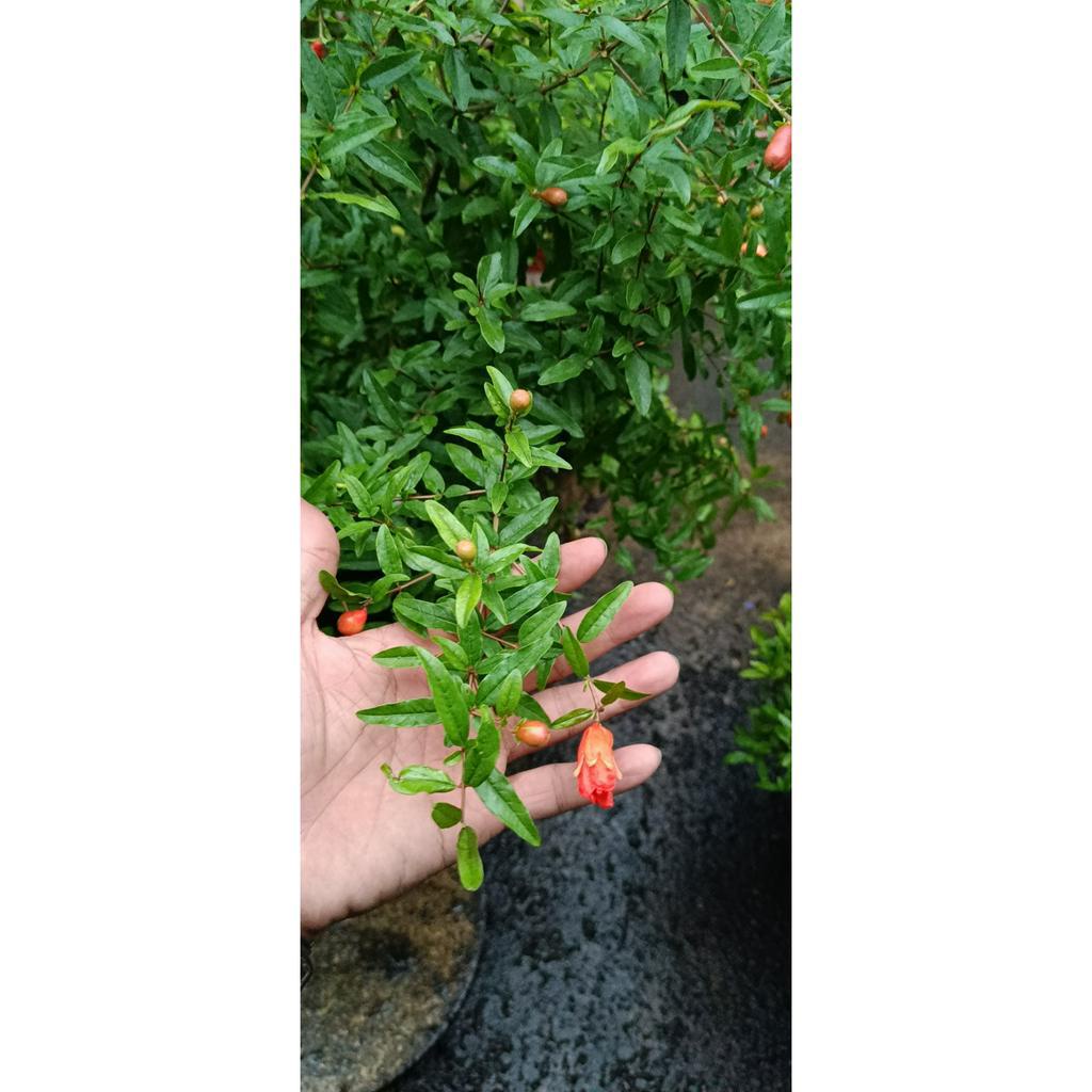 Cây lựu trồng chậu lựu đỏ (hồng lựu) / lựu trắng (bạch lựu) cây đang có trái hoặc sắp có trái cao 50-100cm