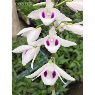 Cốc phi điệp 5 cánh trắng NGƯỜI ĐẸP BÌNH DƯƠNG (5ct)- hàng gieo hạt - hoa xổ số - hoa siêu đẹp