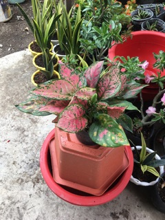 Cây vạn lộc đang trổ hoa