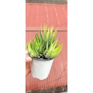 Sen đá móng rồng var