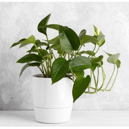 Cây trầu bà xanh dạng bụi