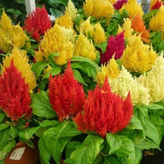 Hạt giống hoa mồng gà lửa nhiều màu f1-  gói 50 hạt-tặng kèm gói phân bón lót