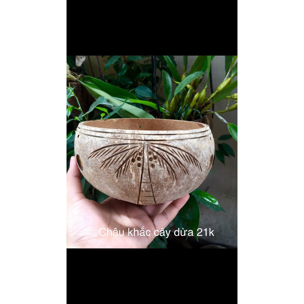 CHẬU DỪA TRỒNG LAN KHẮC CÂY DỪA