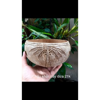 Chậu dừa trồng lan khắc cây dừa