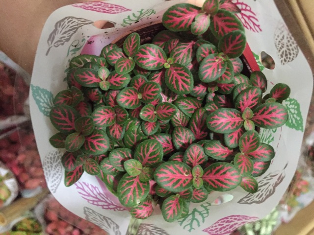 Cây cẩm nhung( lá may mắn/fittonia)