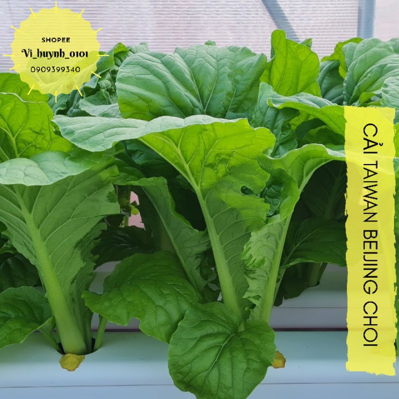Combo 1000 hạt cải Taiwan Beijing Choi siêu giòn ngọt giống nhập Mỹ dễ trồng quanh năm