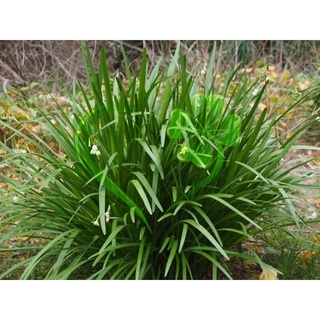 Hạt giống lá hẹ Tây - gói 1 gram
