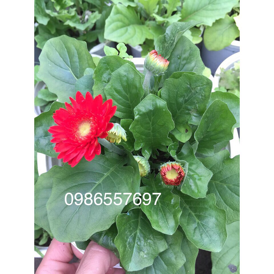 Cây giống hoa đồng tiền lùn-10cay