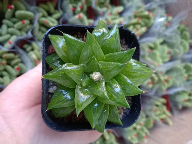 Haworthia các loại