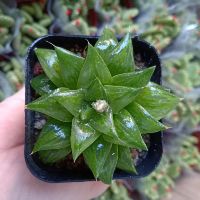 Haworthia các loại
