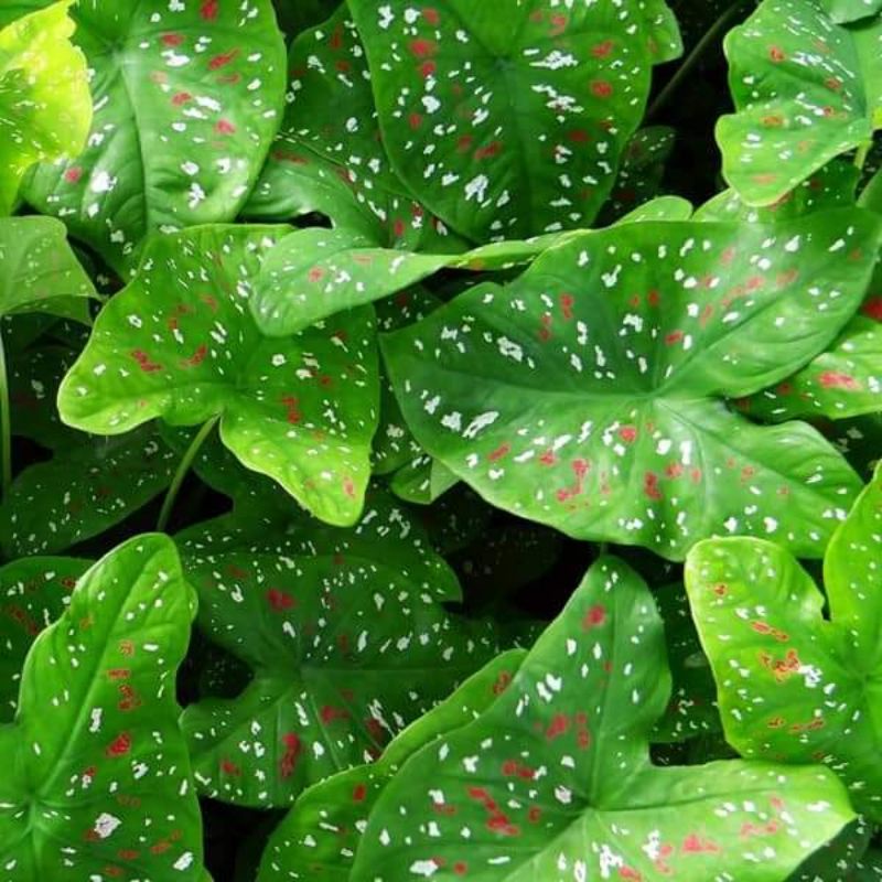 Cây Môn Đốm cây phong thủy