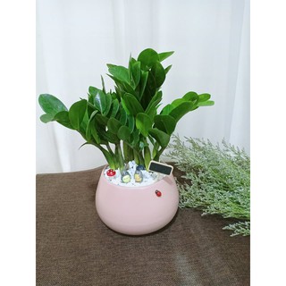 Cây cảnh mini để bàn: cây Kim Tiền