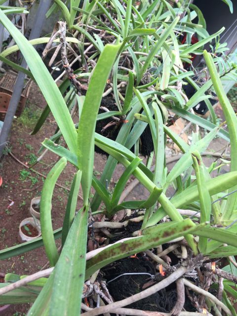 Hoa lan Đuôi Chồn 3 cây - 90k