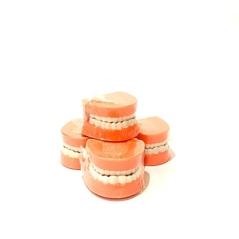 Mô Hình Hàm Răng Mô Phỏng Hàm Răng Của Con Người Đồ Chơi Mầm Non Phom Chuẩn