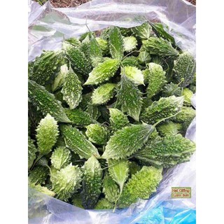 HẠT GIỐNG KHỔ QUA RỪNG F1 - Loại Quả Thanh Nhiệt, Dễ Trồng.