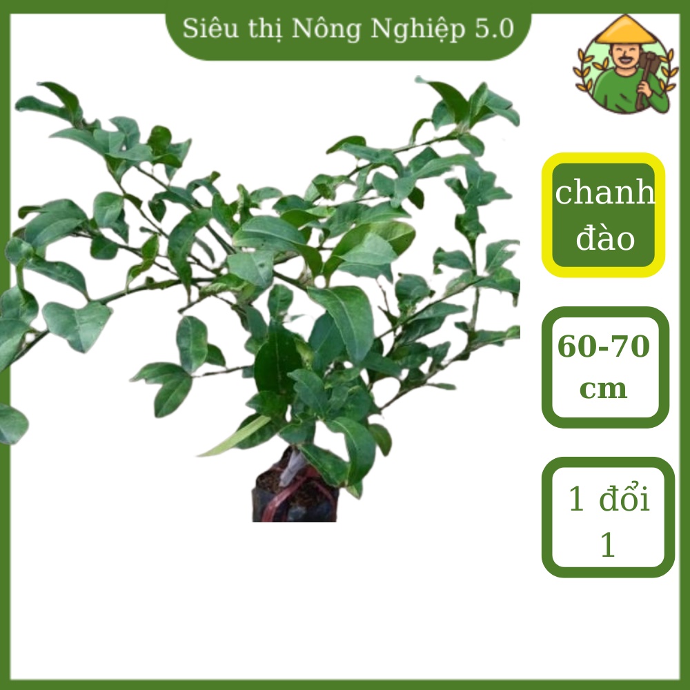 Cây giống chanh đào F1, cây chanh đào cao 60m - 70m, giống chanh đào đại học nông nghiệp 1