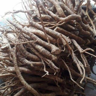 Rễ đinh lăng