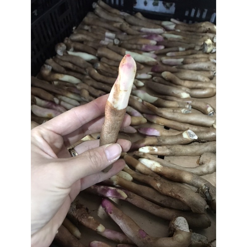 Củ giống lily lửa - Gloriosa superba