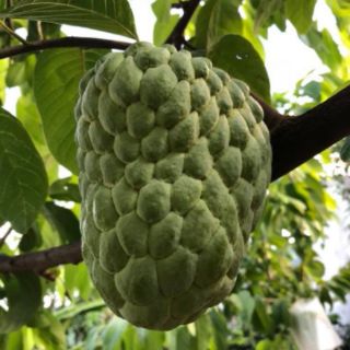 Cây na dứa đài loan