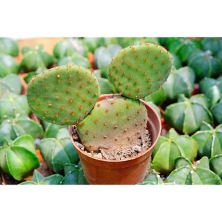 XƯƠNG RỒNG TAI THỎ MICKEY