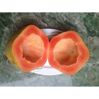 Cây giống Đu đủ ruột đỏ (chỉ ship Miền Bắc)