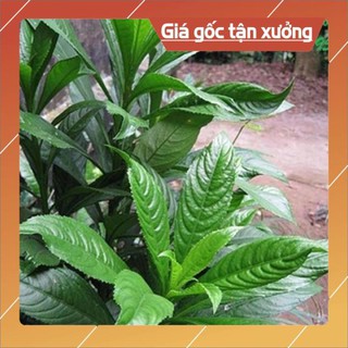 Hạt giống cây xương sông