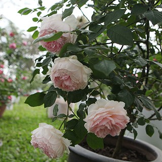 Hạt giống hoa hồng vân khôi 20 hạt (TẶNG gói kích thích hỗ trợ hạt nảy mầm)