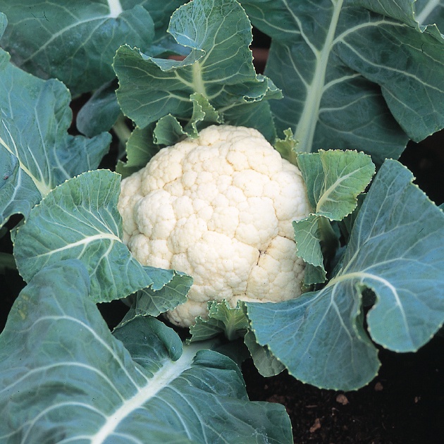 HẠT GIỐNG SÚP LƠ TRẮNG MÙA HÈ TACHAN F1