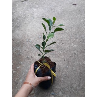 Chanh chúc (chanh não người)