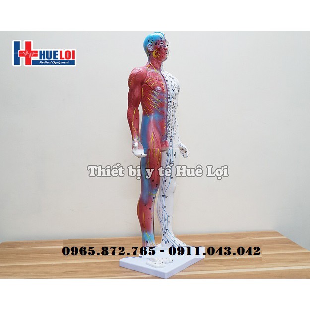 Mô hình huyệt vị và giải phẫu 85cm