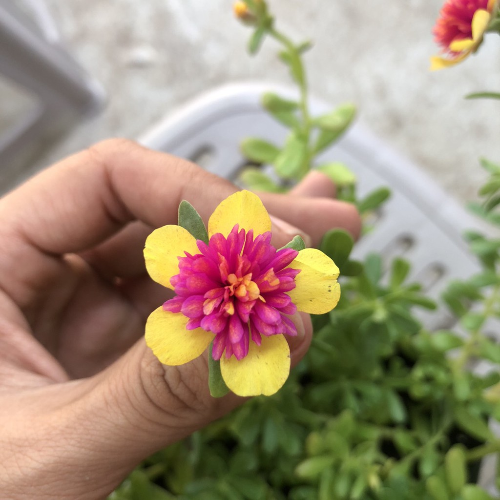 Chậu cây sam thái vàng hồng, cây cho hoa đẹp cực dễ chăm - DINH DƯỠNG TỰ NHIÊN Shop