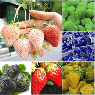 Hạt giống dâu tây mix giá rẻ