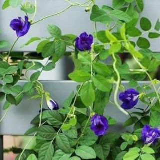 Hoa đậu biếc 500g