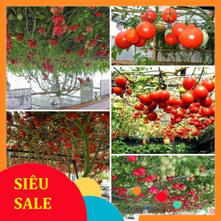 30 hạt giống cà chua leo gian  TẾT KHUYẾN MẠI