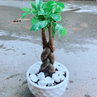 Chậu kim ngân thắt bính 3 thân