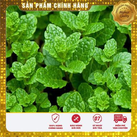 0.1g Hạt giống Húng bạc hà (húng lủi) (tặng gói Kích nẩy mầm và Hướng dẫn) VIETSEED