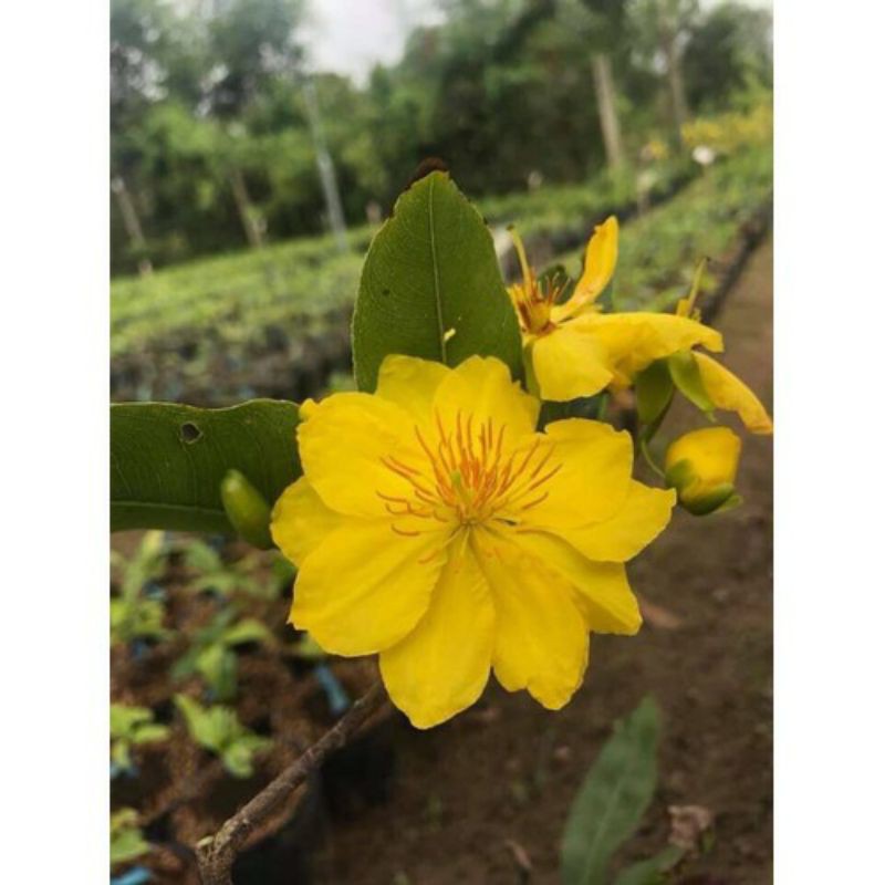 Mai quắn  mini để bàn