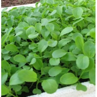 HẠT XÀ LÁCH ĂN NON BABY - GÓI 10 GRAM