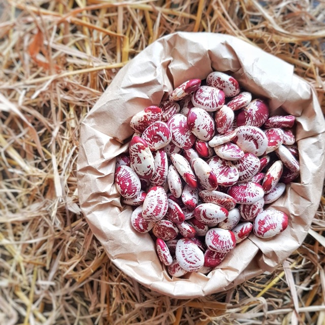 1kg Đậu ngự giống Thuần chủng - Hạt đậu ngự Nghệ A