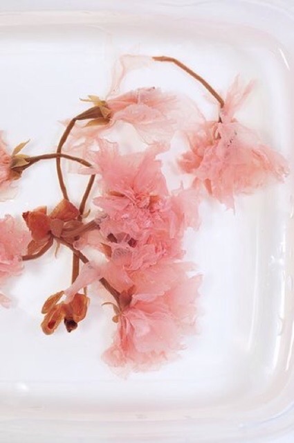 Hoa anh đào muối gói 50gram