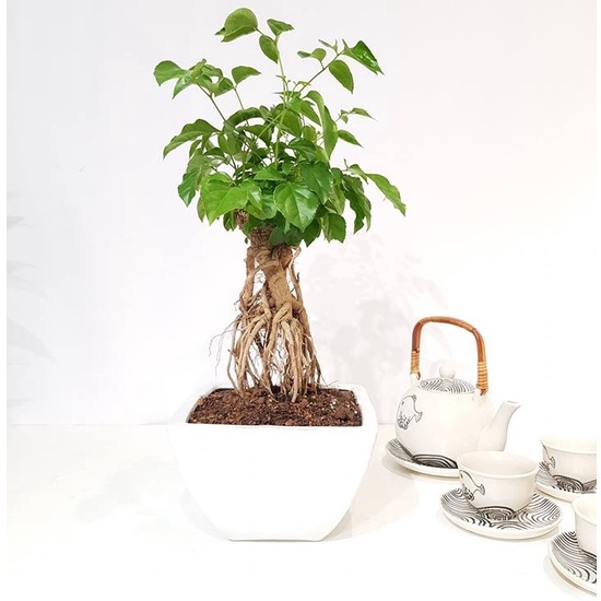 Cây Hạnh Phúc bonsai để bàn kèm chậu gốm.