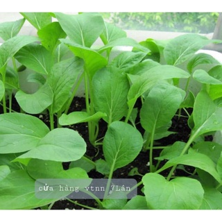 Hạt giống cải ngọt Sen Nông 50gr