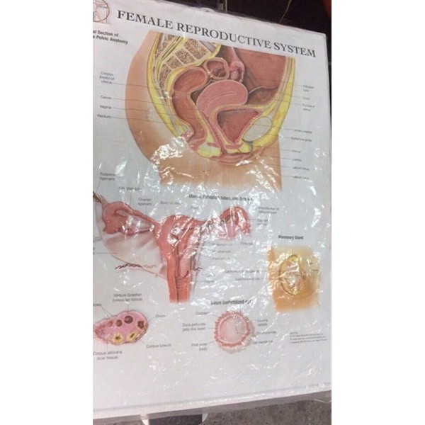 Tranh nổi cấu tạo bộ phận sinh sản ở nữ (female Reproductive System) (cái)